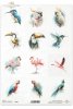 zimorodek, kakadu, tukan, koliber, akwarela, flaming, papuga, turako*kingfisher, cockatoo, toucan, hummingbird, watercolor, flamingo, parrot, turaco
